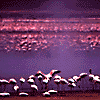 Baringo flamingo