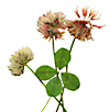 Lucky clover