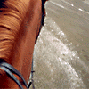 waterhorse